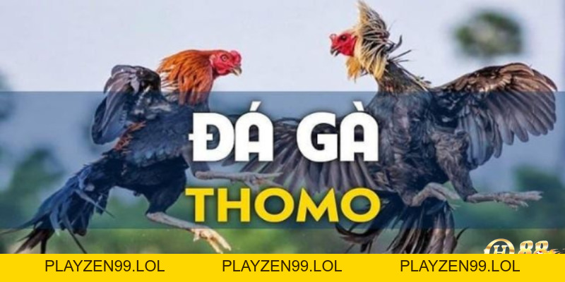 Cách chơi đá gà thomo – Hướng dẫn chi tiết cho người mới