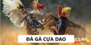 Đá gà - Game kết nối đam mê của những người cá cược