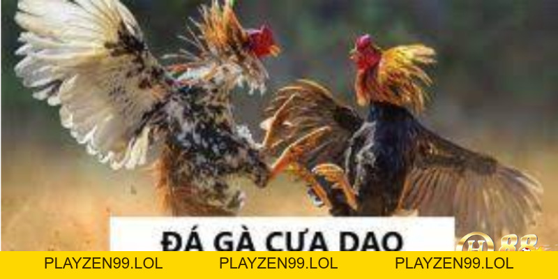 Cách chơi đá gà cựa dao philippines – Hướng dẫn chi tiết