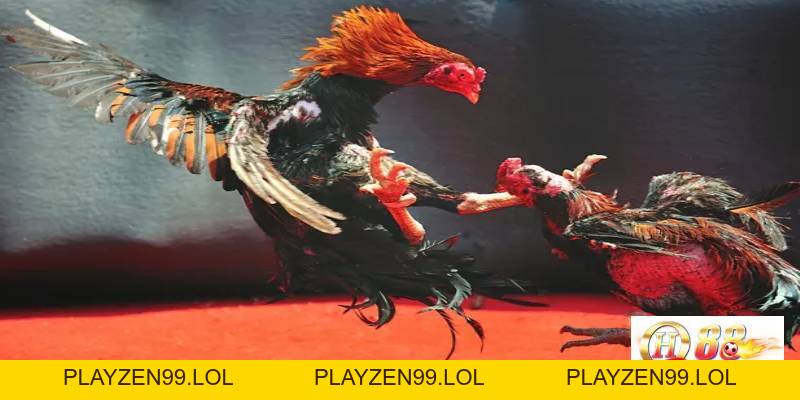 Đá gà - Game kết nối đam mê của những người cá cược