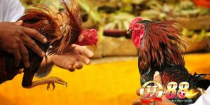 Đá gà - Game kết nối đam mê của những người cá cược