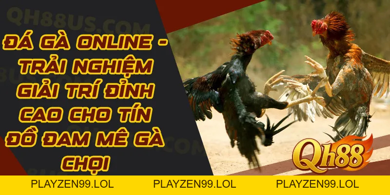 Đá Gà Online - Trải Nghiệm Giải Trí Đỉnh Cao Cho Tín Đồ Đam Mê Gà Chọi - QH88