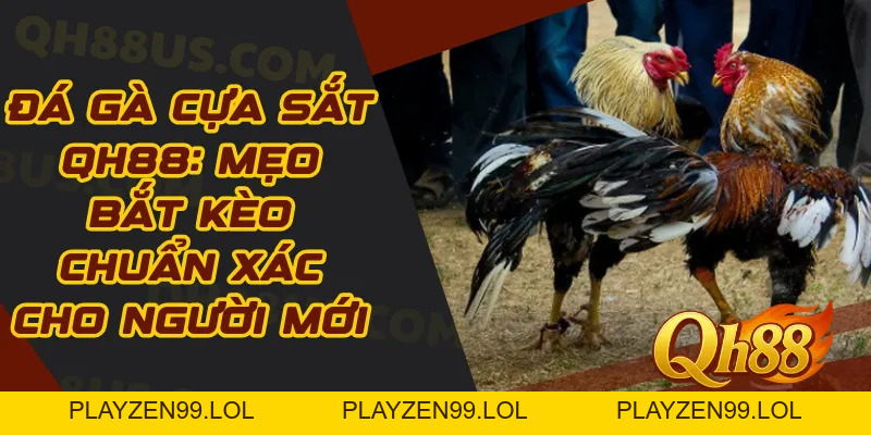 Đá gà cựa sắt Qh88: Mẹo bắt kèo chuẩn xác cho người mới - QH88