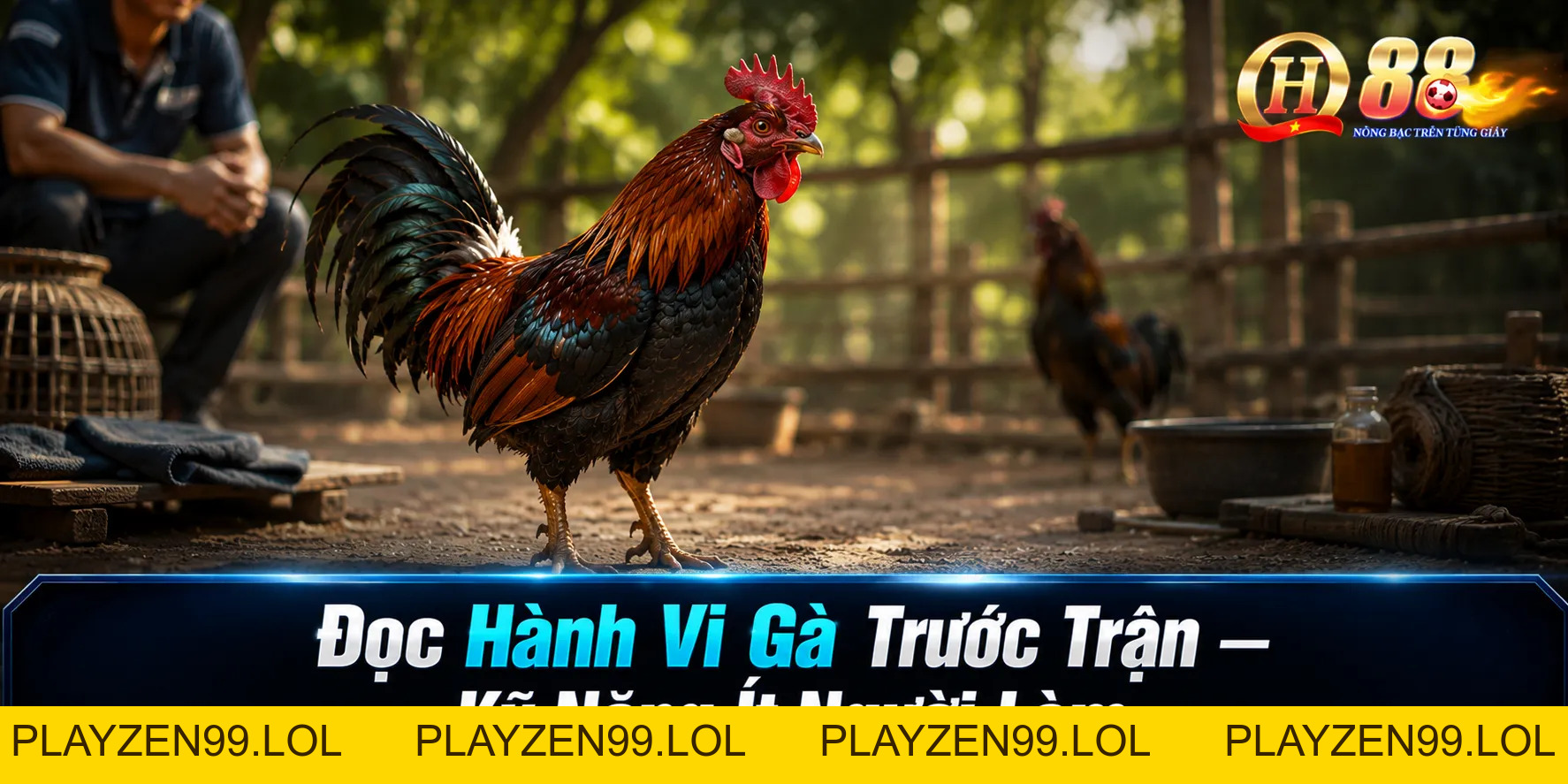 Cách Chọn Gà Tre Thợ Cựa Chuẩn Nhất Cho Người Mới Tại QH88 - QH88