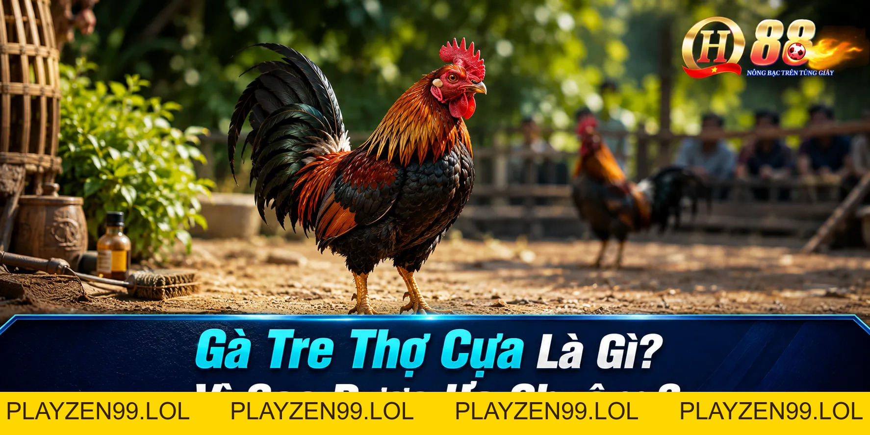 Cách Chọn Gà Tre Thợ Cựa Chuẩn Nhất Cho Người Mới Tại QH88 - QH88